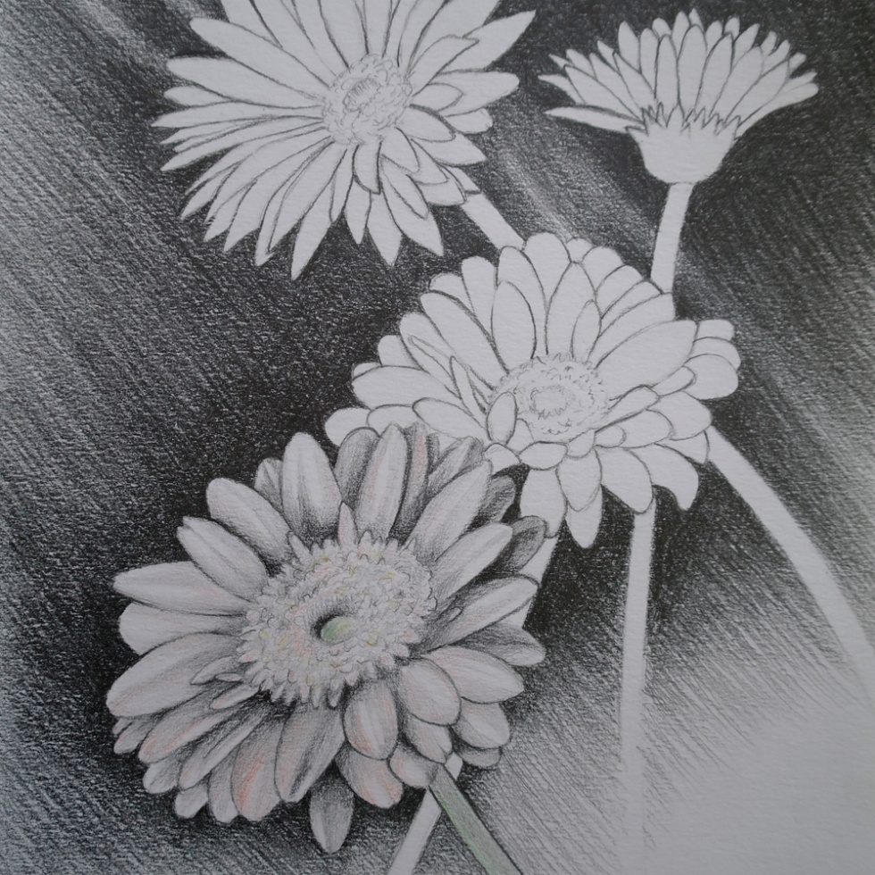 Gerbera Flower Drawing